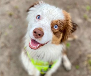 Luna-mini-aussie